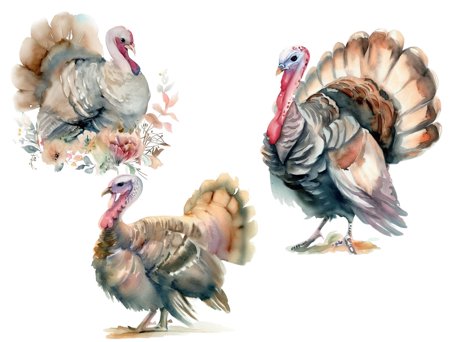 Turkey Clipart Set Watercolor Turkey Watercolor Clipart Etsy