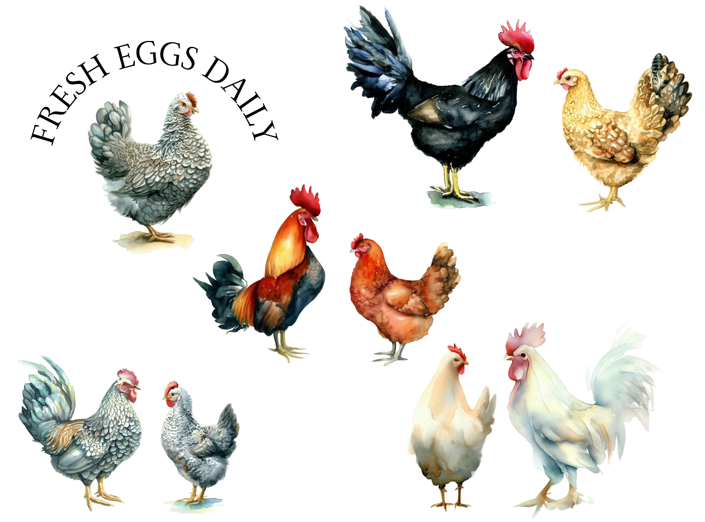 Watercolor Chicken Clipart Bundle: Farm Animal PNG Set - Etsy Australia