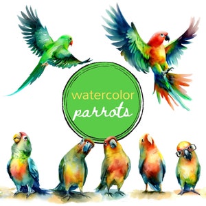 Papagei Clipart | Tropischer Vogel PNG Bundle | Kommerzielle Nutzung & DIY