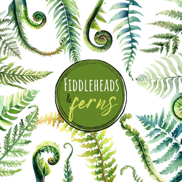 Commercial Use Watercolor Fern and Fiddleheads PNG Set