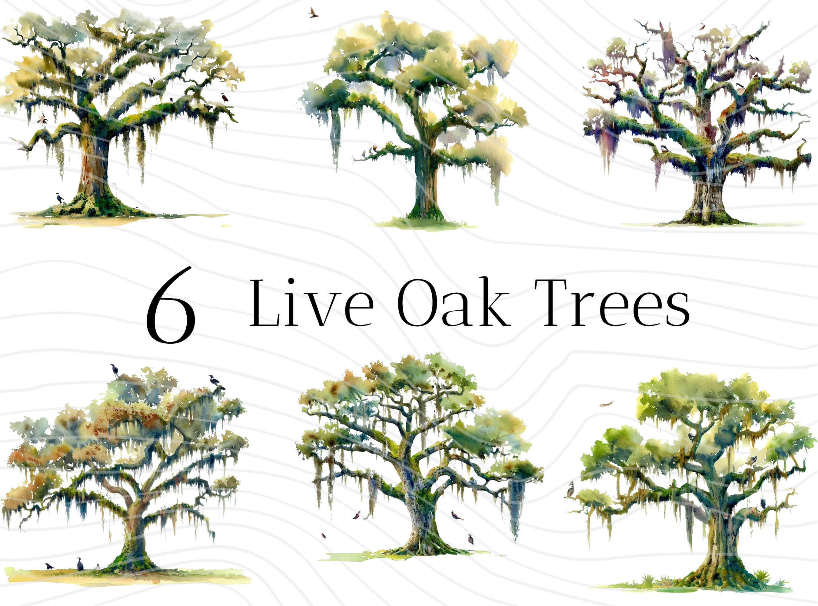 Watercolor Moss & Live Oak Trees PNG Clipart Images Spanish Etsy