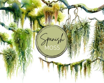 Elegant Watercolor Hanging Spanish Moss Oak PNGs: Ideal for Southern & Grandmillenial-themed Weddings