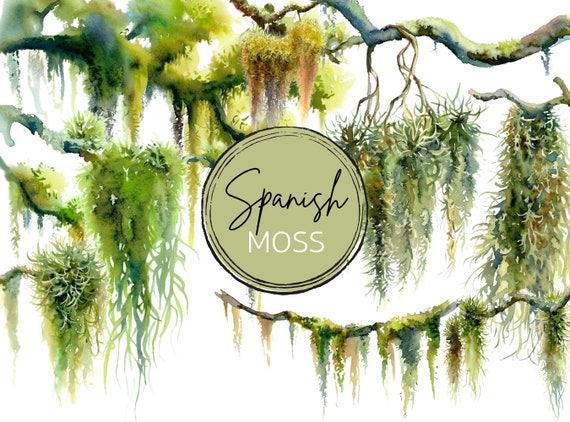 Moss Tapestry Cummerbund Moss Tapestry Cummerbund