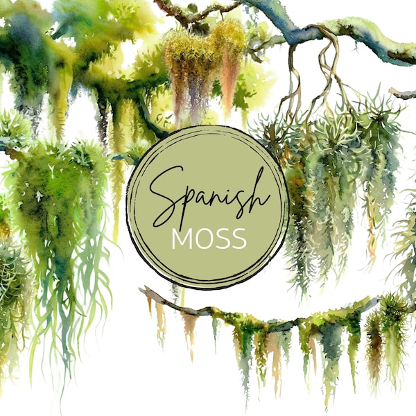 Elegant Watercolor Hanging Spanish Moss Oak PNGs: Ideal for Southern & Grandmillenial-themed Weddings