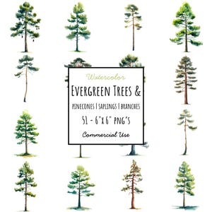 Pacchetto di clipart di alberi ad acquerello / 51 alberi di pino sempreverdi in formato PNG / Decorazioni boschive e opere d'arte naturalistiche