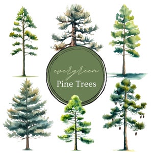Clipart di pino acquerello / 35 PNG e SVG + 16 elementi bonus della foresta / Pino sempreverde in formato PNG con sfondo trasparente