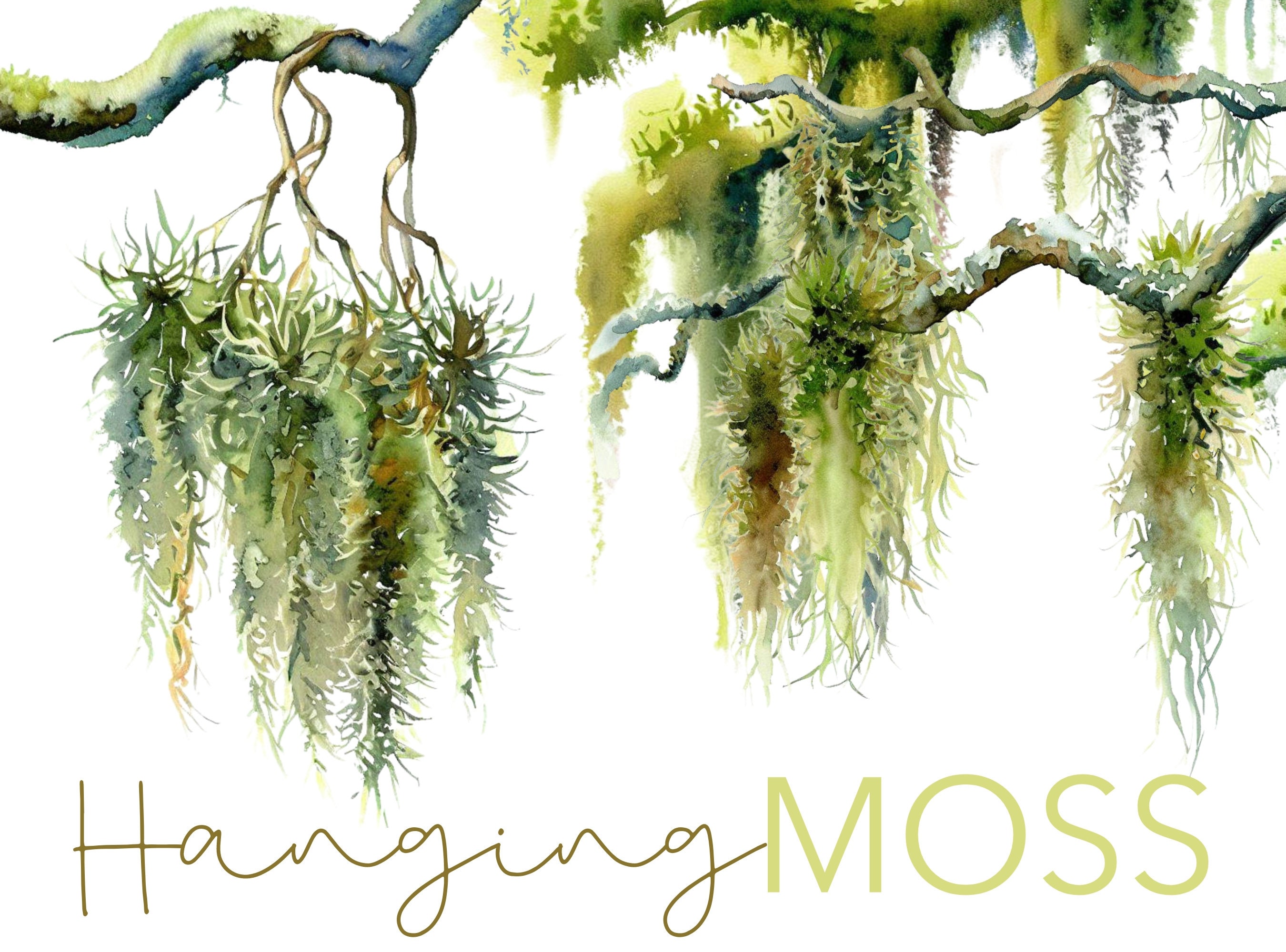 Spanish Moss Hanging Bush 