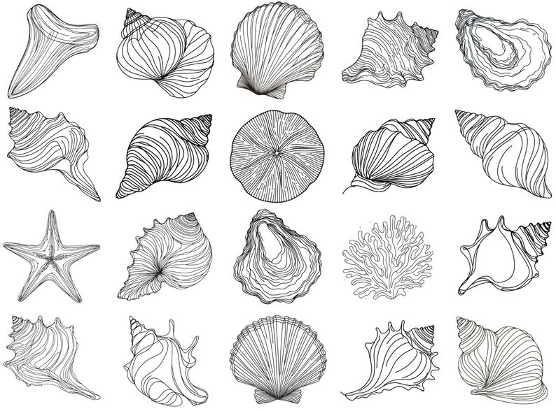 K&ouml;nnte beinhalten: Eine Sammlung von 20 Schwarzwei&szlig;-Zeichnungen verschiedener Muscheln, Seesterne und Korallen. Die Zeichnungen sind detailliert und realistisch und eignen sich perfekt f&uuml;r eine Vielzahl von kreativen Projekten.