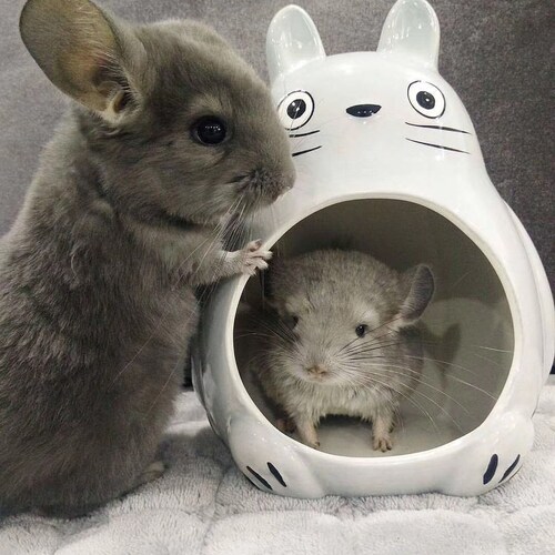 Totoro Ceramic Nest Hedgehog Guinea Pig Guinea Pig Ceramic Nest Lucky Cat Totoro Hideout