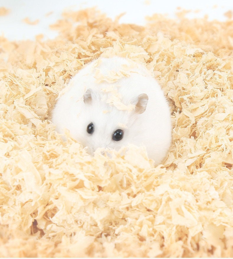 Hamster Sawdust 1kg Rabbit Golden Bear Guinea Pig Chinchilla Pet