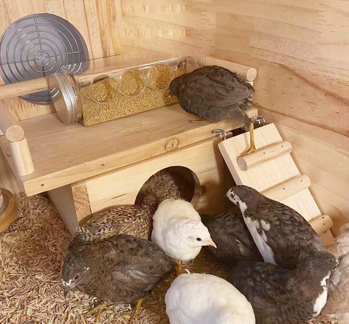 The 'World's Smallest Chicken' Is Taking The Chinese Pet, 58 OFF