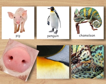 Tarjetas imprimibles a juego con patrones de animales y animales Montessori, combinación de detalles de animales, educación en el hogar para niños, Montessori en casa pdf