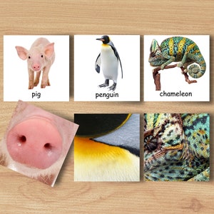 Montessori Animal & Animal Pattern Matching Printable Cards,Animals Details Matching, Educational Homeschool for kid, Montessori at home pdf