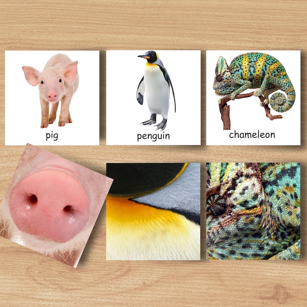 Montessori Animal & Animal Pattern Matching Printable Cards,Animals Details Matching, Educational Homeschool for kid, Montessori at home pdf