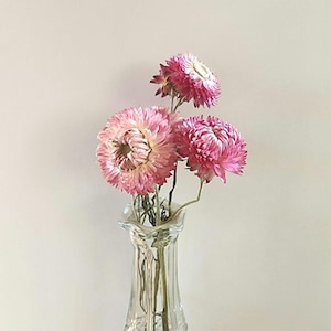 Dried pink strawflower. Pink strawflowers
