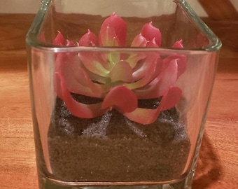 Terrarium succulent rose