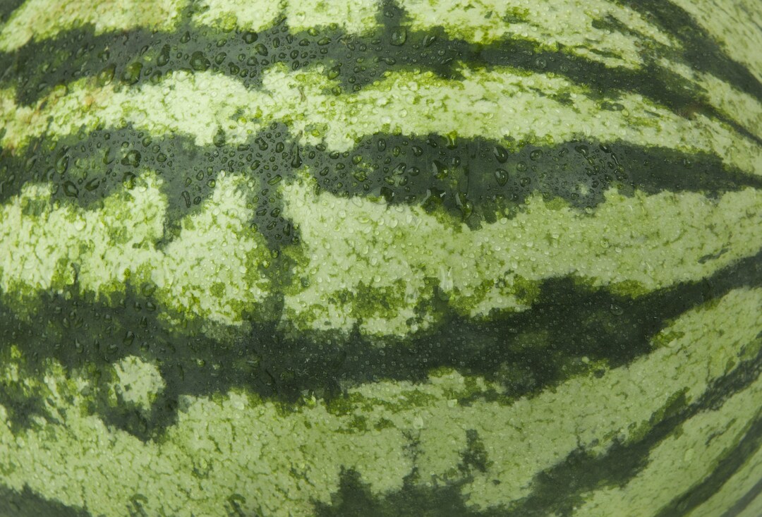 RATTLESNAKE WATERMELON SEEDS Organic Non Gmo Heirloom Etsy