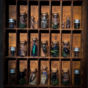 Mini Bug Curiosity Insektengläser | Verschiedene Entomologie Mystery Apothekerflaschen | Hexenschrank Curio Trockenkonserven