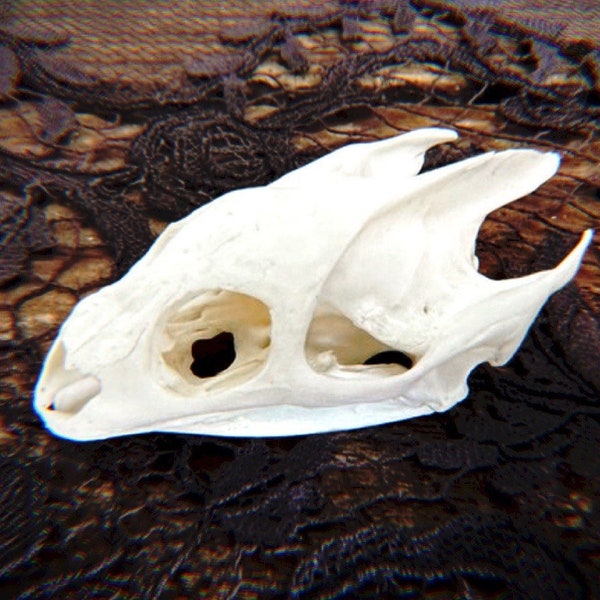 Turtle Skull - Real Small Preserved Turtle Bone - Taxidermy Vulture Culture Oddities & Curiosities
