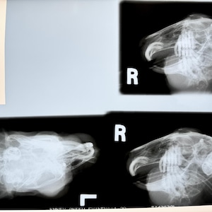 May include: Two black and white x-ray images of a bird's skull. The images are labeled "R" for right.