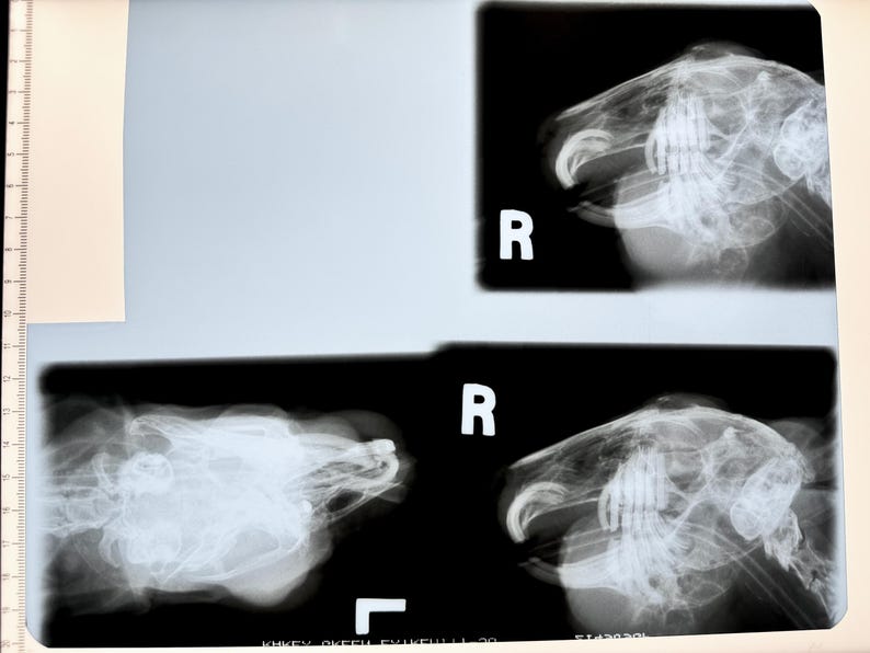 May include: Two black and white x-ray images of a bird's skull. The images are labeled "R" for right.