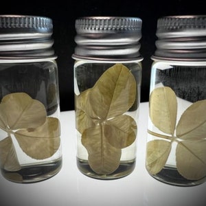 Four Leaf Clover Wet Specimen - Good Luck Charm - Real Preserved Clover Curio Cabinet Oddity