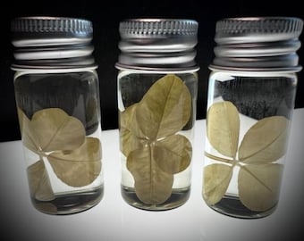Four Leaf Clover Wet Specimen | Good Luck Charm | Real Preserved Clover Curio Cabinet Oddity | Genuine Shamrock