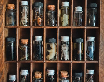 Mini Wet Specimen Curiosity Jars | Assorted Mystery Apothecary Bottle Witch Cabinet Curiosities | Preserved Animals & Insects