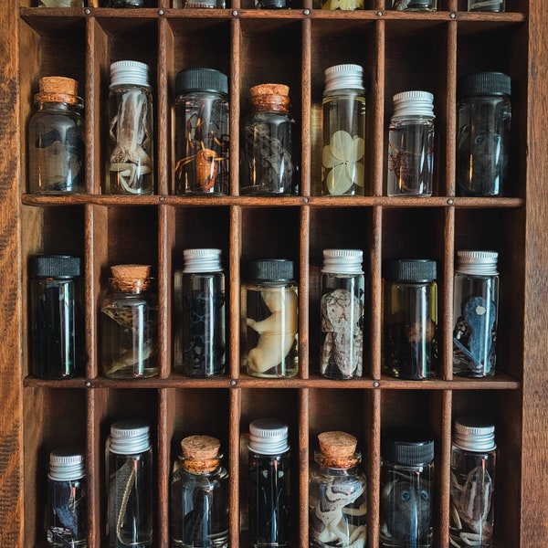 Mini Wet Specimen Curiosity Jars | Assorted Mystery Apothecary Bottle Witch Cabinet Curiosities | Preserved Animals & Insects