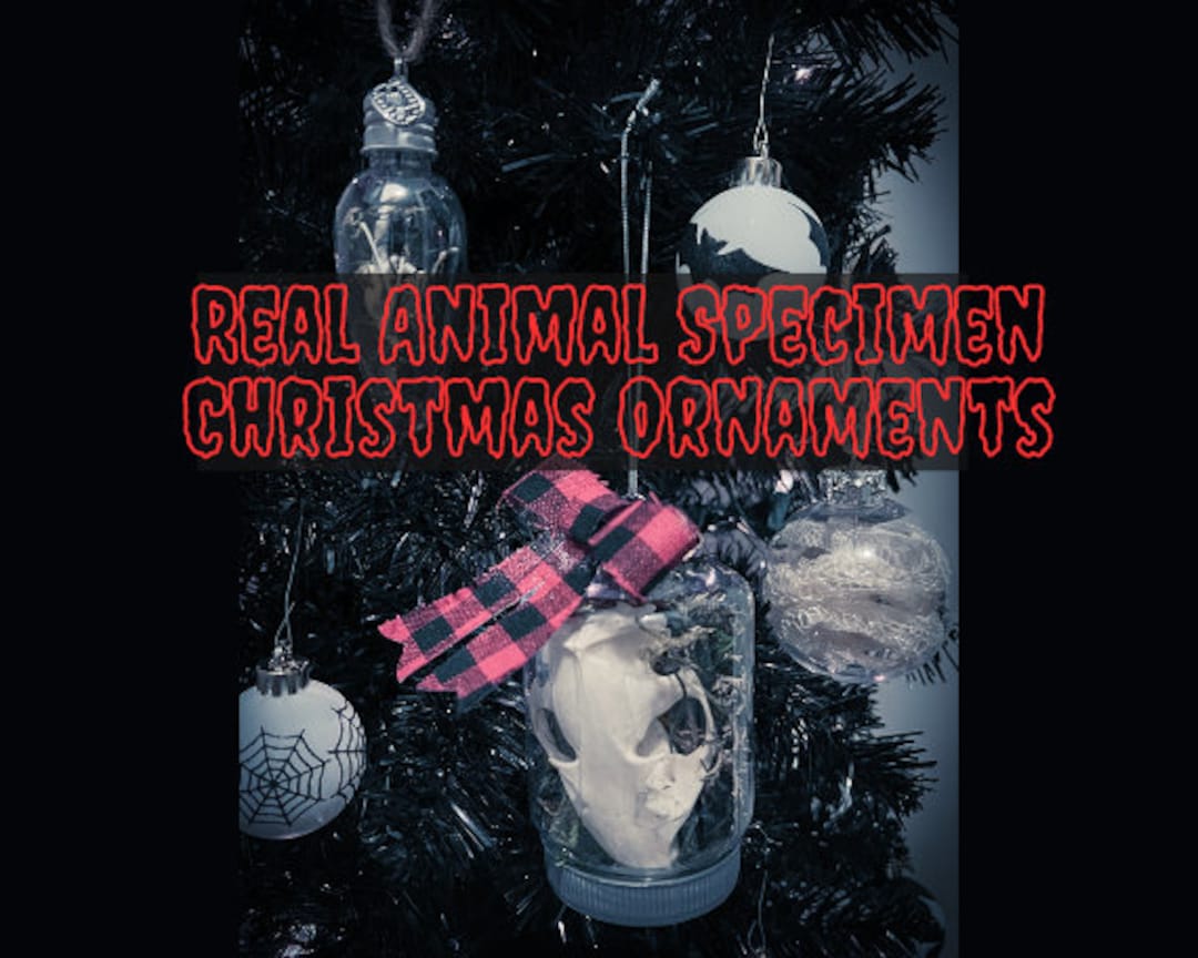 Weird Christmas Ornaments Real Animal Specimen Oddity Curiosity Spooky
