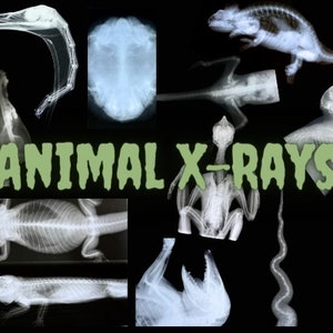 May include: A collection of animal x-rays, including a bird, a lizard, a turtle, and several small mammals. The x-rays are black and white and show the bones of the animals.
