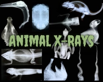 May include: A collection of animal x-rays, including a bird, a lizard, a turtle, and several small mammals. The x-rays are black and white and show the bones of the animals.