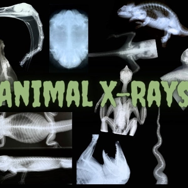 Animal X-Ray Films - Real Medical Veternarian Education Curiosity - Mystery Oddity Decor