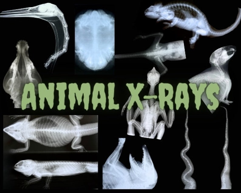 May include: A collection of animal x-rays, including a bird, a lizard, a turtle, and several small mammals. The x-rays are black and white and show the bones of the animals.