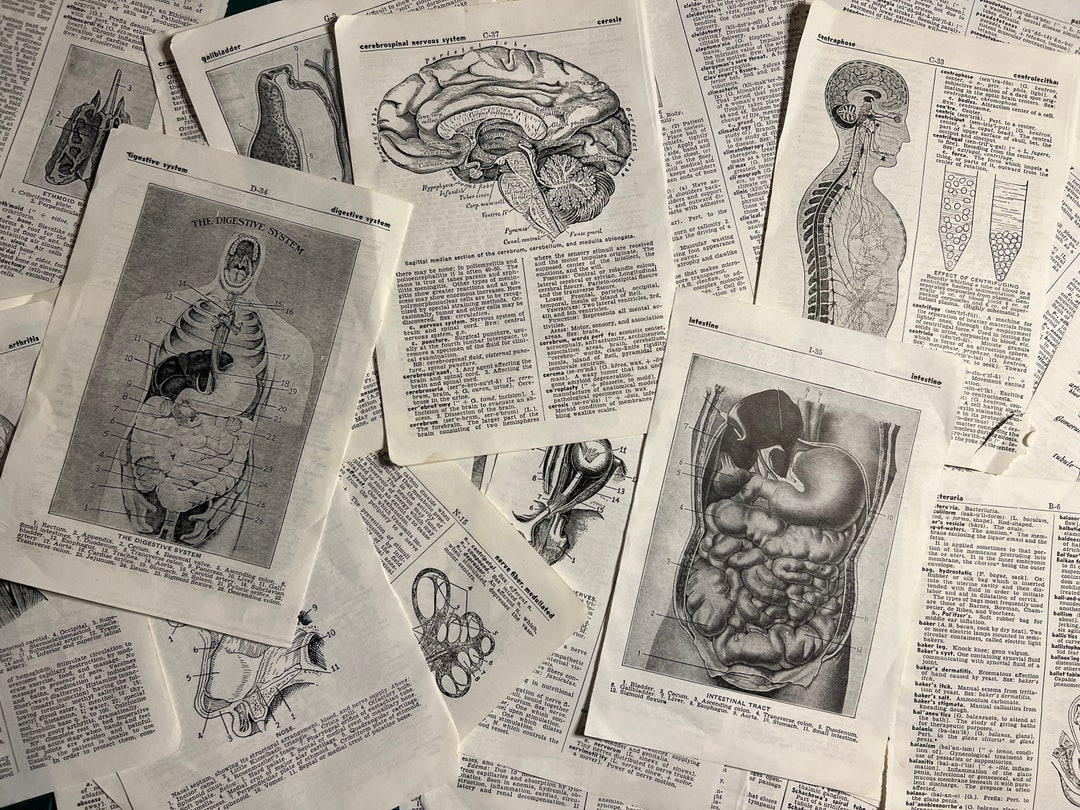 Vintage Medical Encyclopedia Dictionary Pages With Anatomy