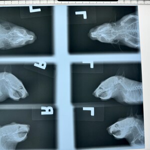 May include: A set of six black and white x-ray images of an animal's head and neck. The images are labeled with letters.