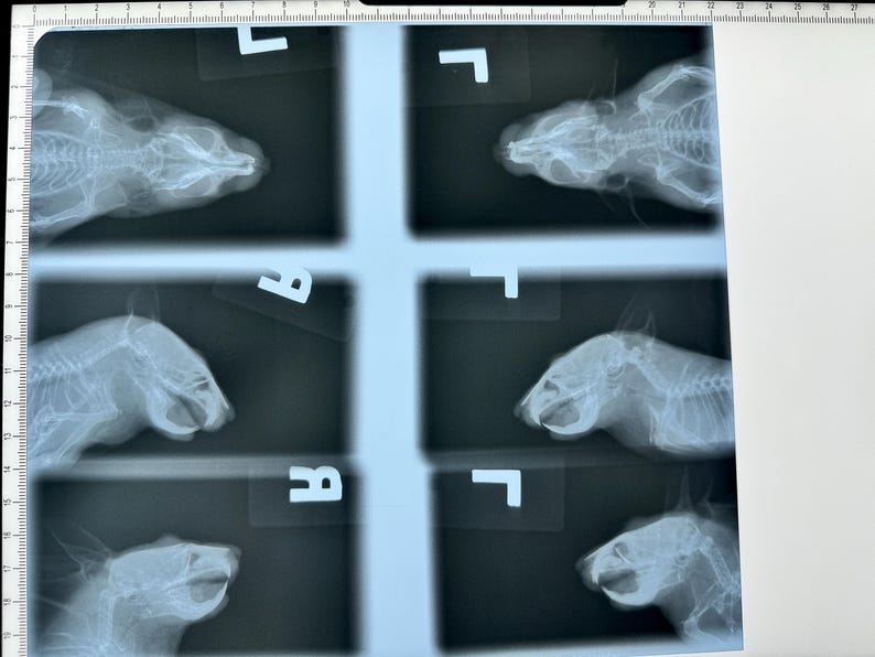 May include: A set of six black and white x-ray images of an animal's head and neck. The images are labeled with letters.