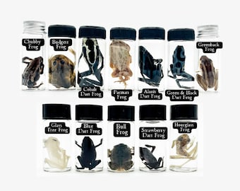 Mini Frog Wet Specimen Curiosity Jars - Assorted Mystery Amphibian Apothecary Bottles Witch Cabinet Curiosities