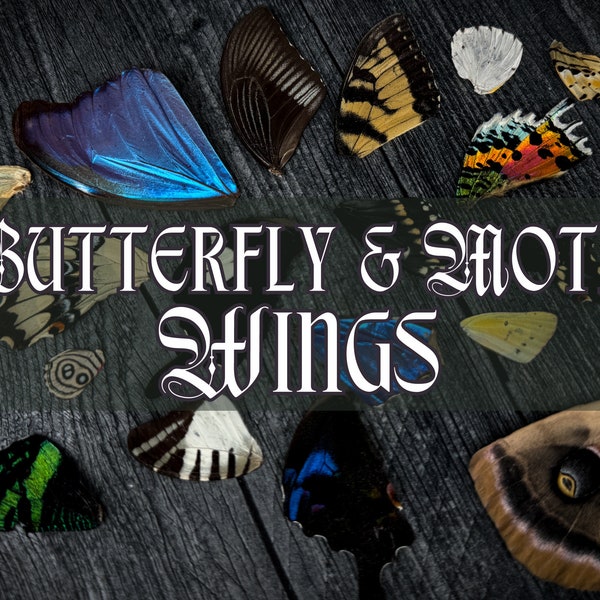 Real Butterfly & Moth Wing Loose Specimens | Oddity Craft Decor Mixed Lot Wholesale Taxidermy Entomology Supplies