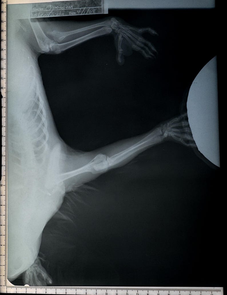 May include: X-ray image of a possum's arm and shoulder. The image shows the bones of the arm and shoulder, as well as the surrounding tissue. The image is labeled "Possum" and "4/1/08".