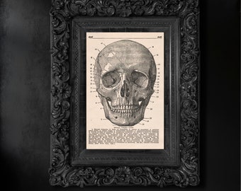 Vintage Human Skull Anatomy Poster Print | Haunted Attic Home Oddity Wall Art Decor