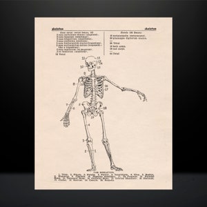 Vintage Human Skeleton Illustration Anatomy Poster Print | Haunted ...
