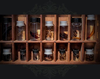 Mini Insect Wet Specimen Curiosity Jars | Assorted Bug Apothecary Bottle Witch Cabinet Curiosities | Fluid Preserved Entomology Sample