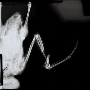 May include: Black and white x-ray image of a bat with its wings spread out. The bat's bones are visible, including its skull, spine, and wing bones. The image is labeled with the bat's ID number, species, and date.