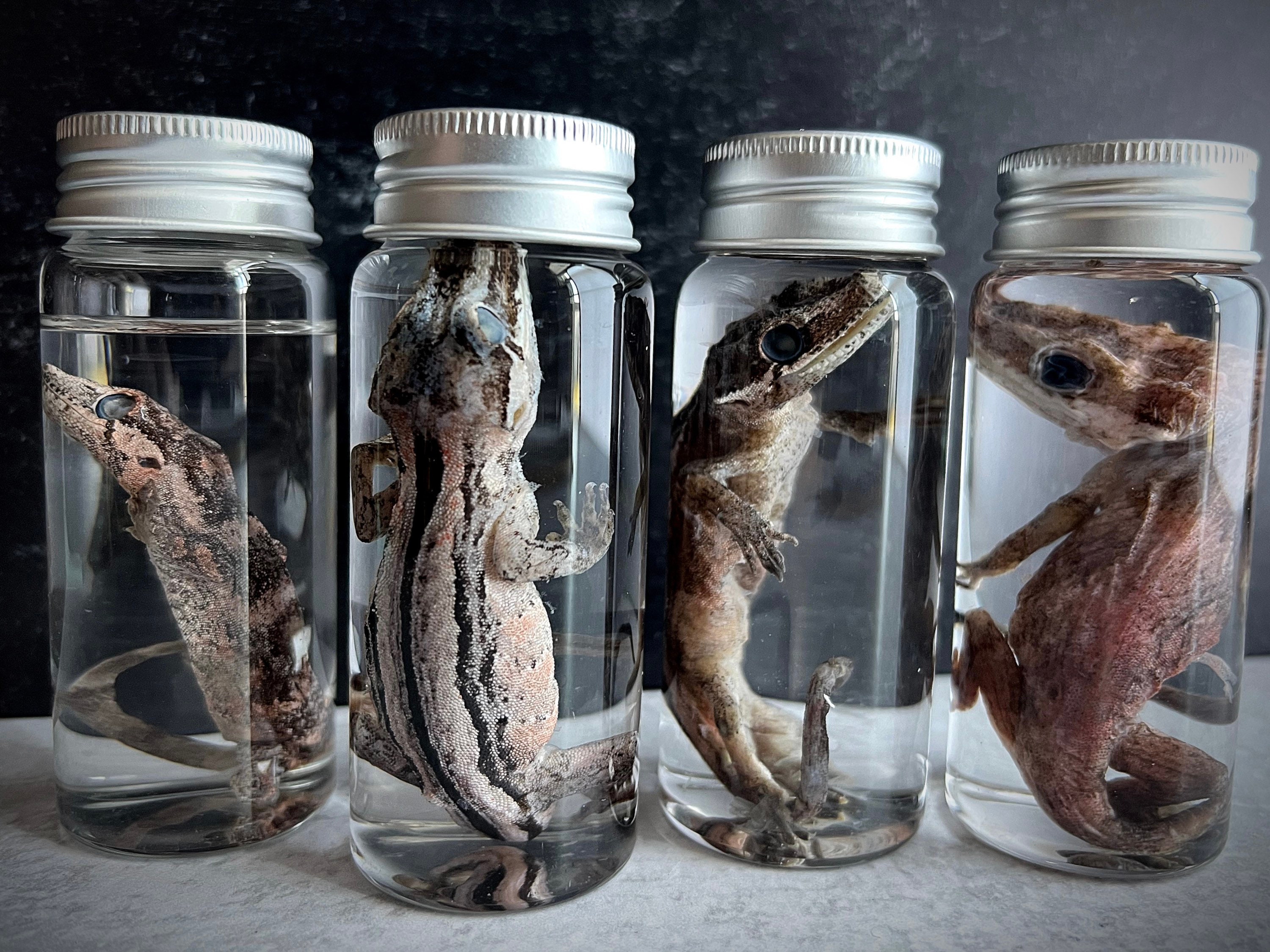Preserved Specimens - Etsy Preserved Specimens - Etsy