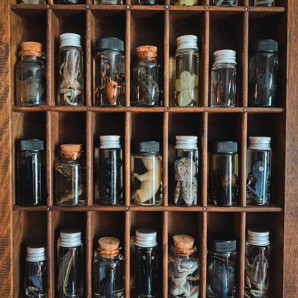 Mini Wet Specimen Mystery Box -- Fluid Preserved Taxidermy Oddities & Curiosities