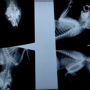 May include: Four black and white x-ray images of a bird's skeletal structure. The images show the bird's wings, legs, and head.