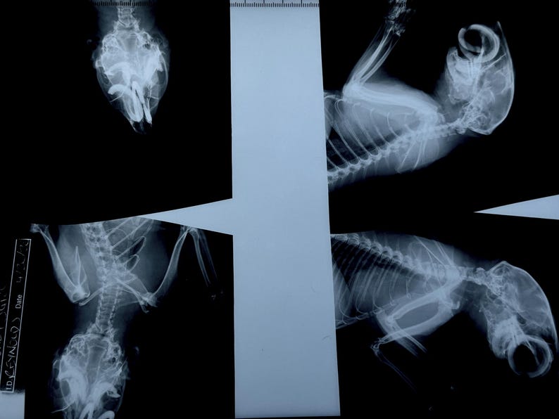 May include: Four black and white x-ray images of a bird's skeletal structure. The images show the bird's wings, legs, and head.
