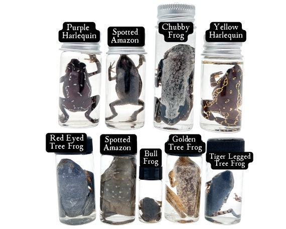 Mini Wet Specimen Mystery Box | Fluid Preserved Taxidermy Oddities ...