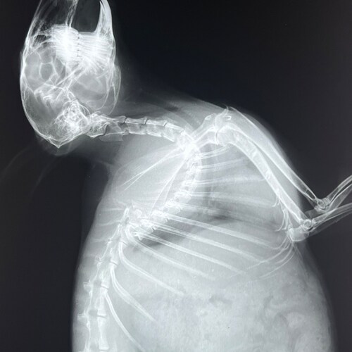 Vintage Xray Films Real Medical Education Curiosity Etsy